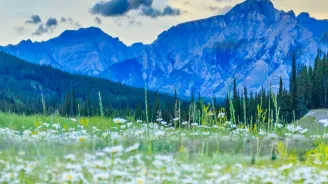 Serene view of white wild flowers and distant, blue mountains.