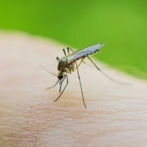 A close up photo of a mosquito biting someone.
