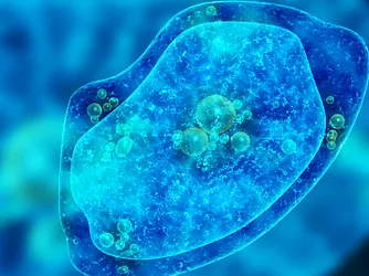 amoeba