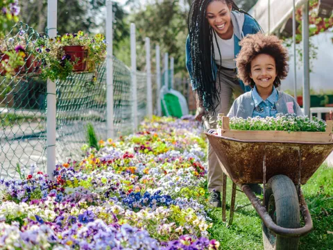 A Mother Pushes Her Child in a Wheelbarrow Through a Nursery of Flowers