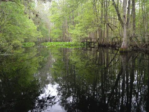 A Cypress swamp.