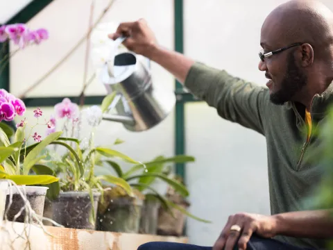 Man in a wheelchair in a greenhouse watering a plant close up.