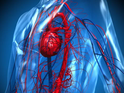 Cardiac - AdventHealthMD