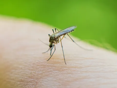 A close up photo of a mosquito biting someone.